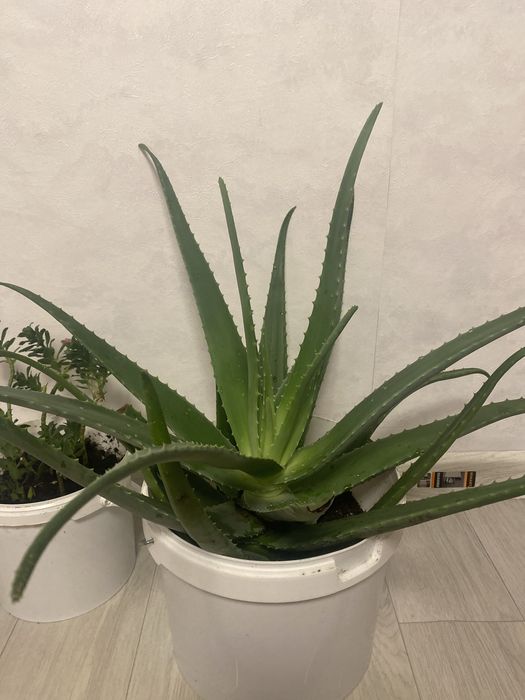 Продаеться алое 10тысячь