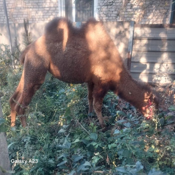 Продам верблюда (девочка 2 года)