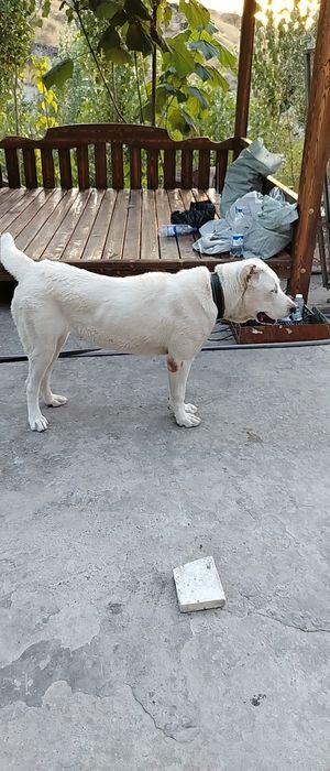 Туркменский Алабай