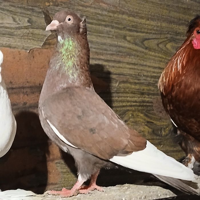 Прадам галубеи разных парод