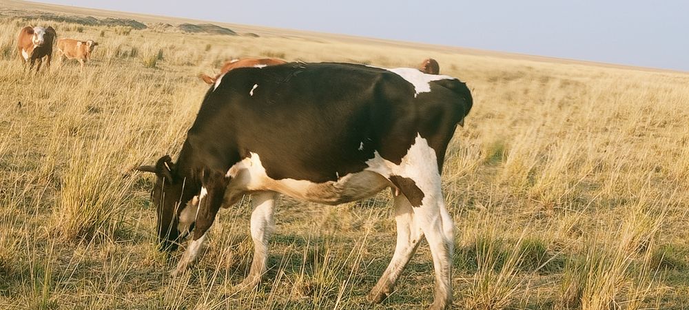 Продам коров по 350