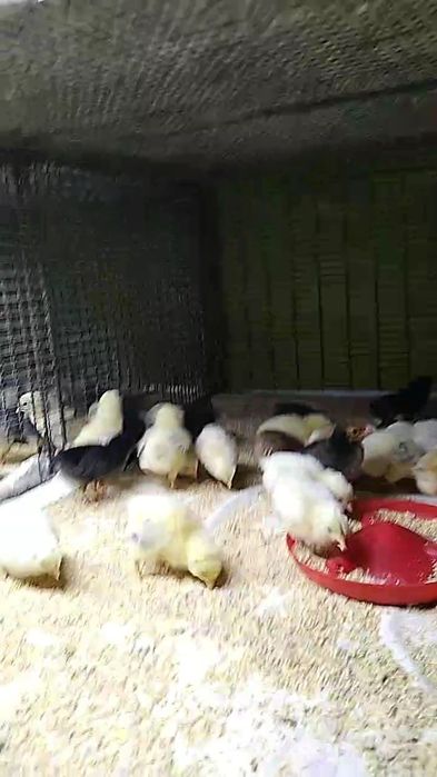 Цыплята суточные домашние