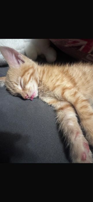 Котенок мальчик в добрые руки 3 месяца