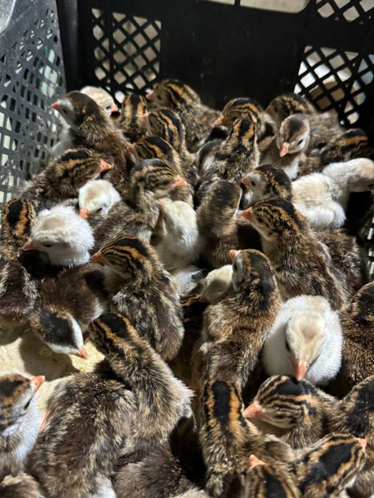 Goz Ordak jojalari feremer xojaligi