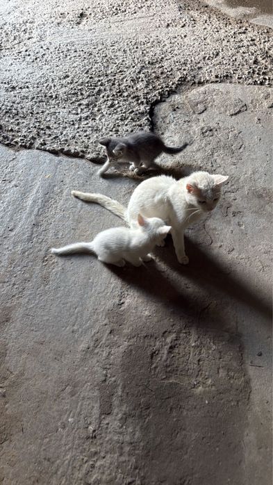 Отдам котят в добрые руки