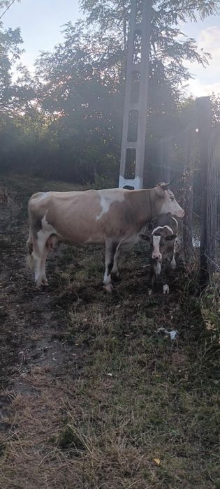 Vând vaca fara vițel