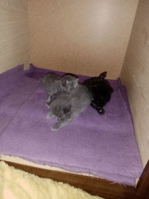 Britanchalarga bron ochldi bir haftalik bolshti