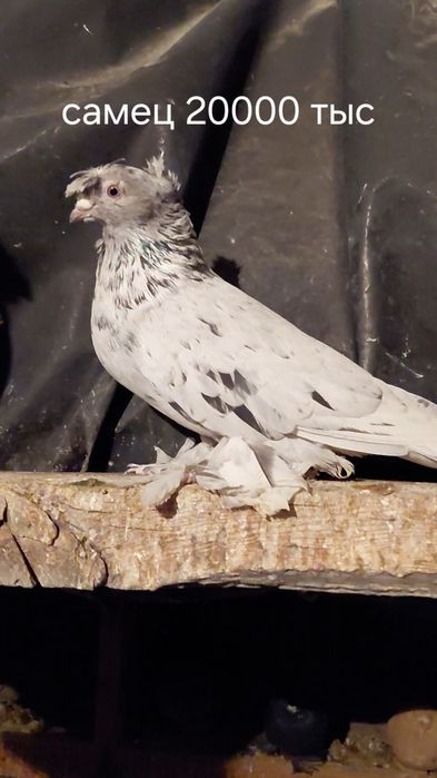 Голуби игровых кровей