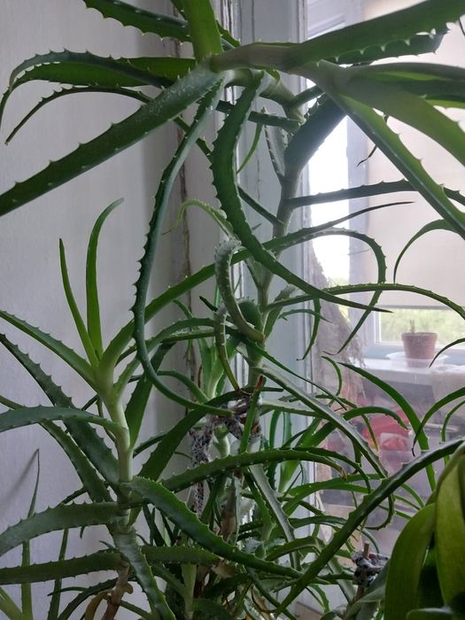 Алое старый больше 7 лет