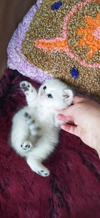 Шиншилла котёнок -девочка