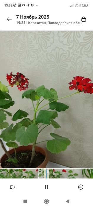 Цветы Герань в горшке