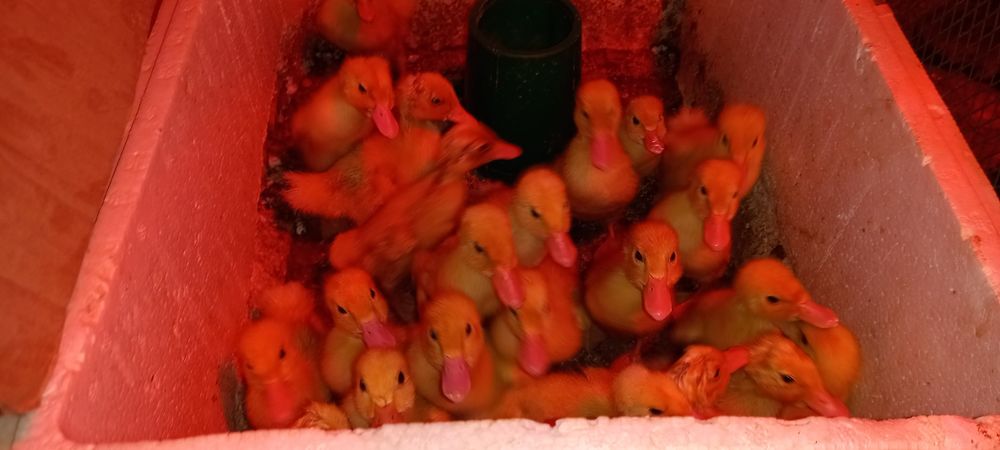 Гусьята_ утята 3000тг