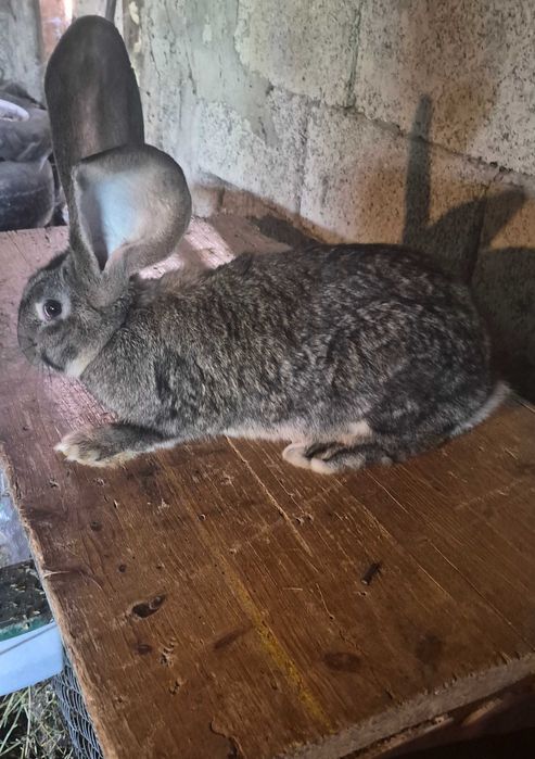 Uriaș German , 3 luni, Schimb cu câini ciobănesti
