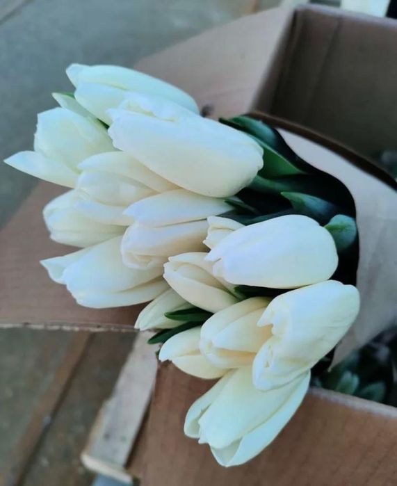 Только у нас свежие тюльпаны на 8марта