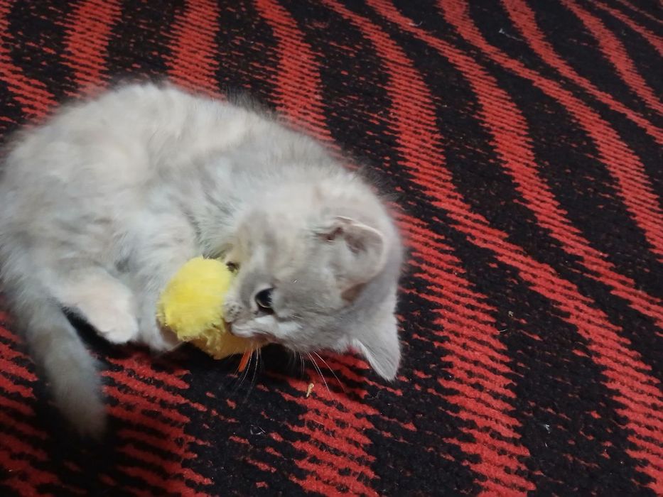 Mushukcha  britanskiy