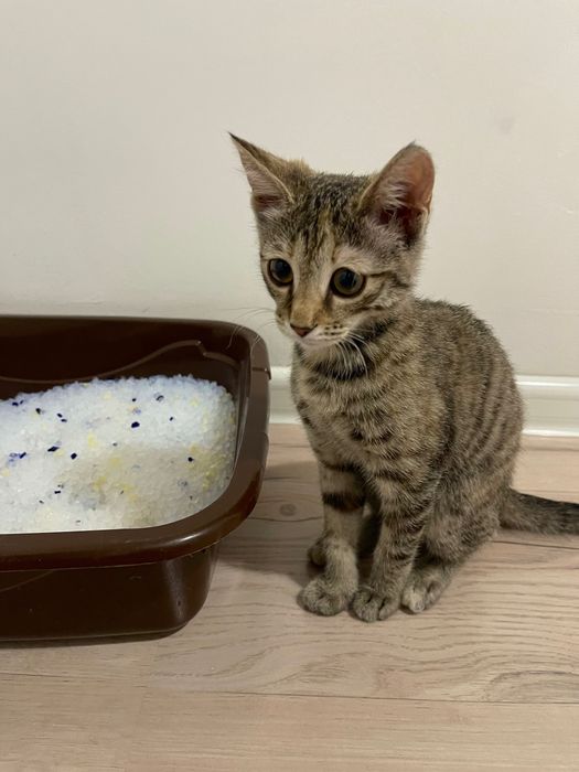 Отдам котенка 2-3 мес