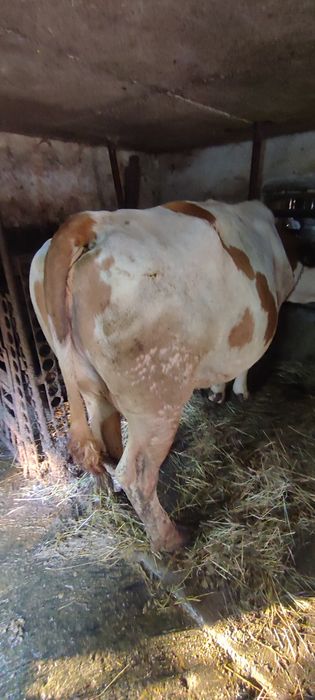 Vaca de vânzare baltata