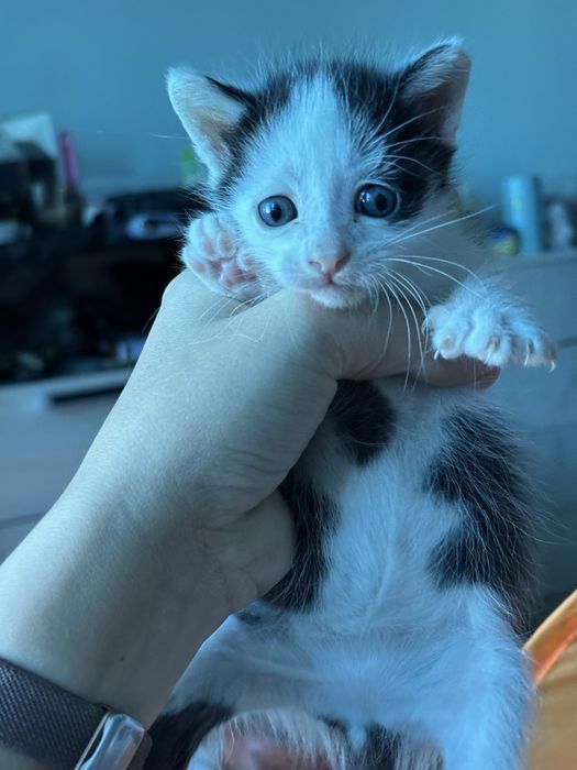Отдам котят в хорошое руки