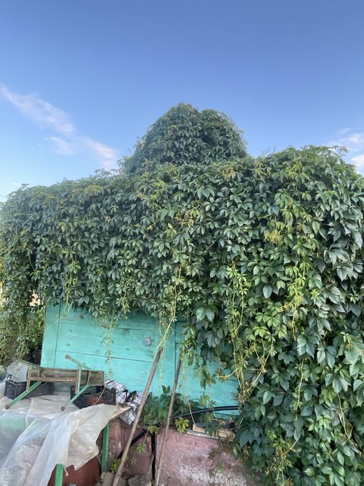 Дача в новопавловке