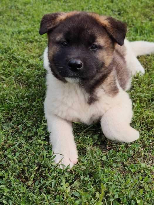 Femelă akita american cu pedigree