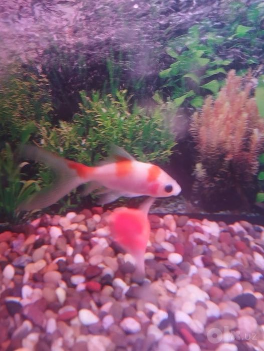 Akvarium sotiladi 30 litr ovalniy