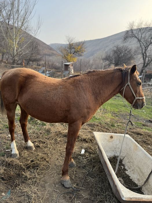 Продаем кобылу чистокровка