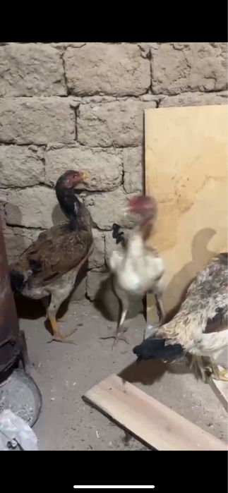 3 дакан мекен сатылады срочнааа