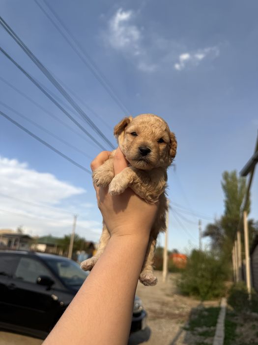карликовый пудель щенки