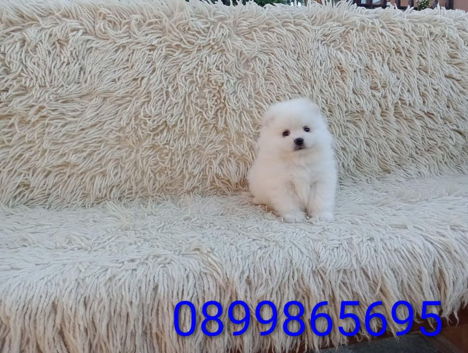 Померани! Момичета и момчета!