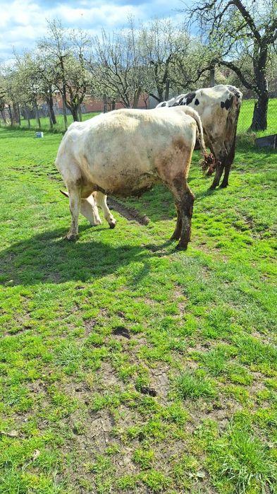 Vând două vaci holstaien