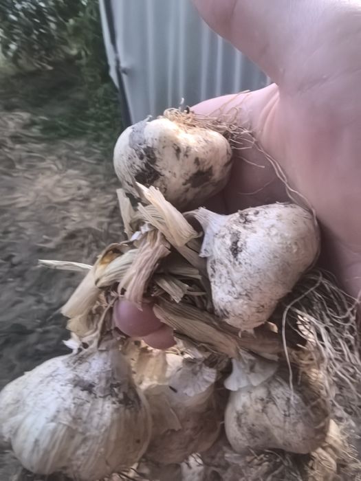 Домашен градински лук