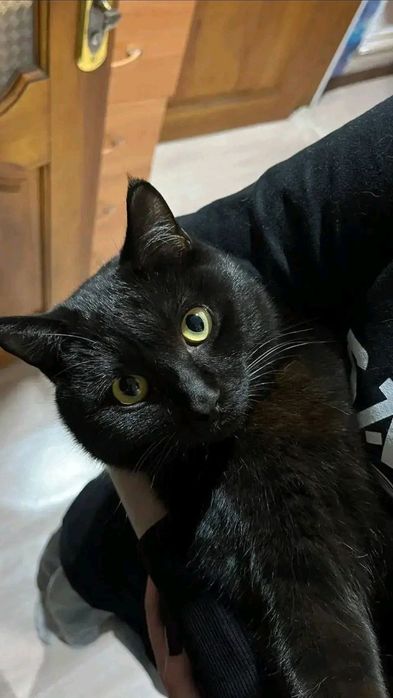 Mushuk sotiladi parodasini bilmiman ruchnoy