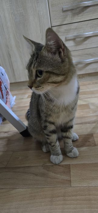 Отдам котёнка (мальчик) в добрые руки