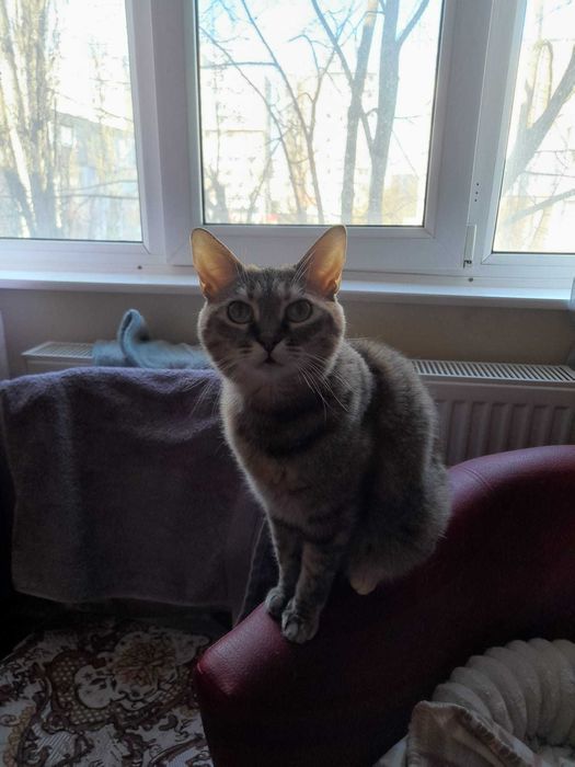 Donez Pisică tigrată (Tigruta)caută cămin iubitor Galati