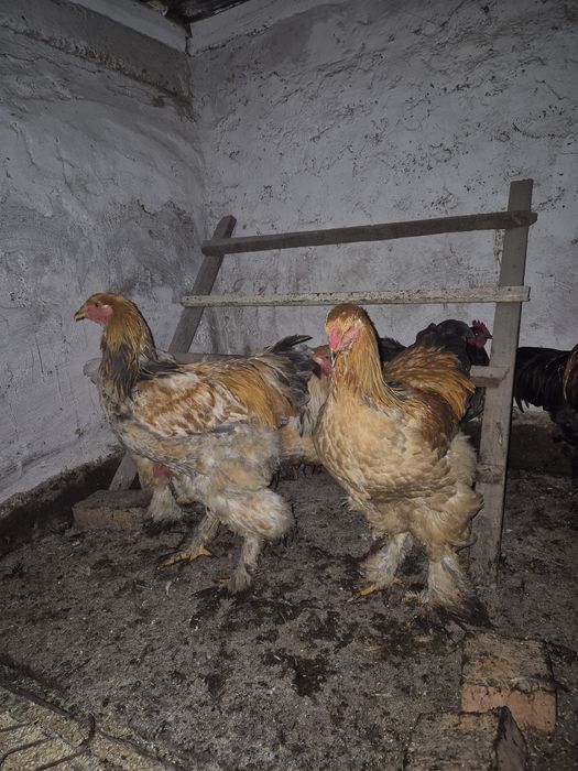 Vand cocosi tineret(6 luni) brahma columbia lemon, australorp