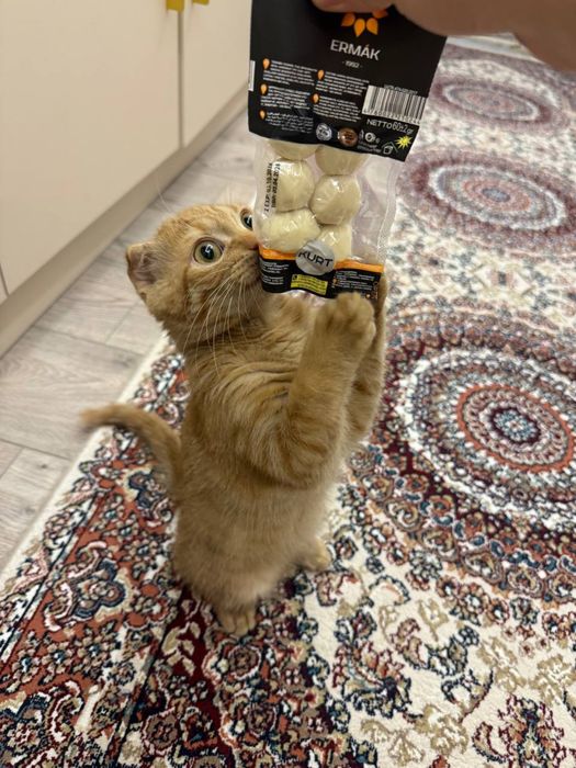 Вислоухий кот на вязку 9месяцев