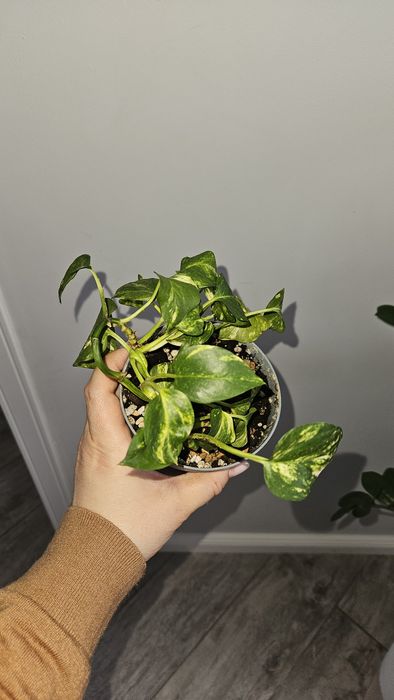 Продам цветы комнатные