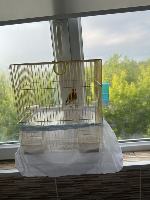 Продам кенор гибрид