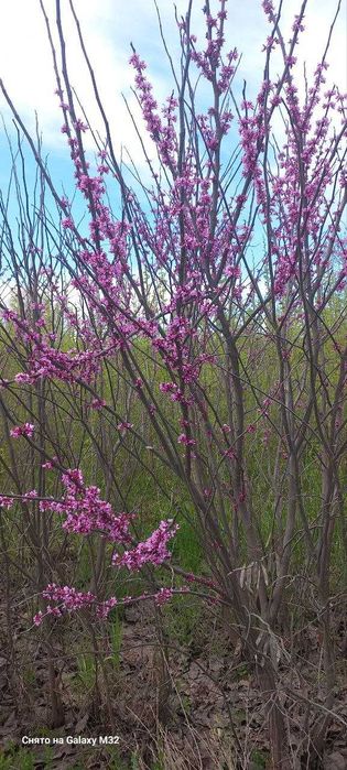 Багрянник гул кучатлари сотилади