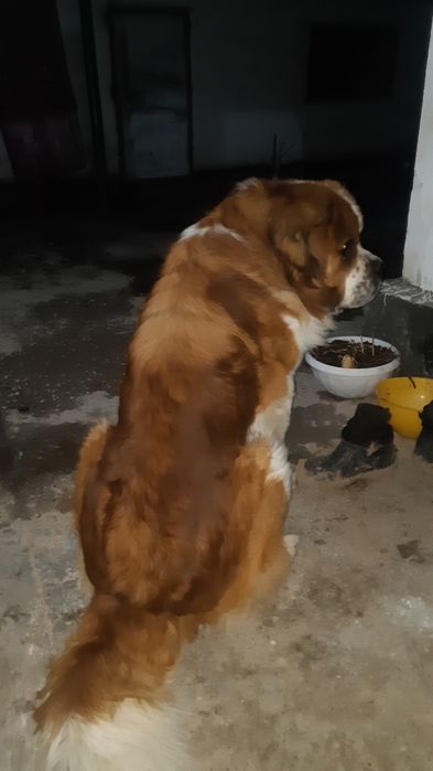 Кобель Сенбернар для ВЯЗКИ