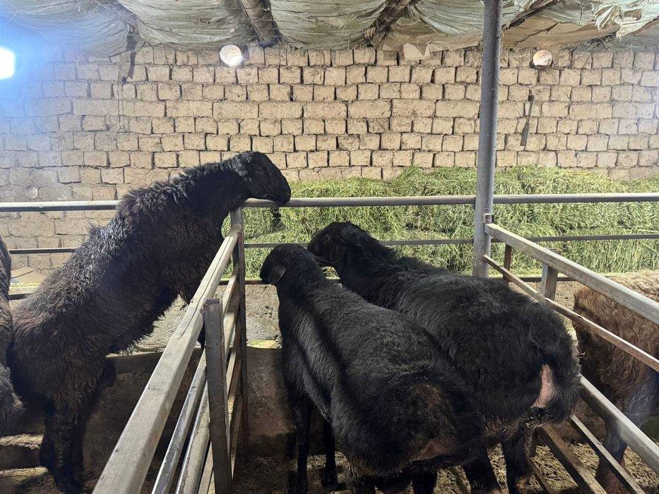 Qochqor qoy. Курбонлик ва насил олиш учун кучкорлар мавжуд