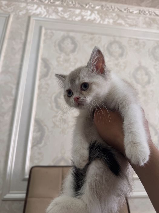 Британская шиншилла blue point. Нежная, спокойная.