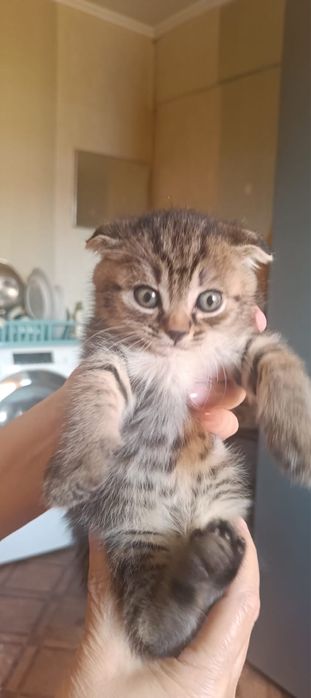 Котята все мальчики вислоухие