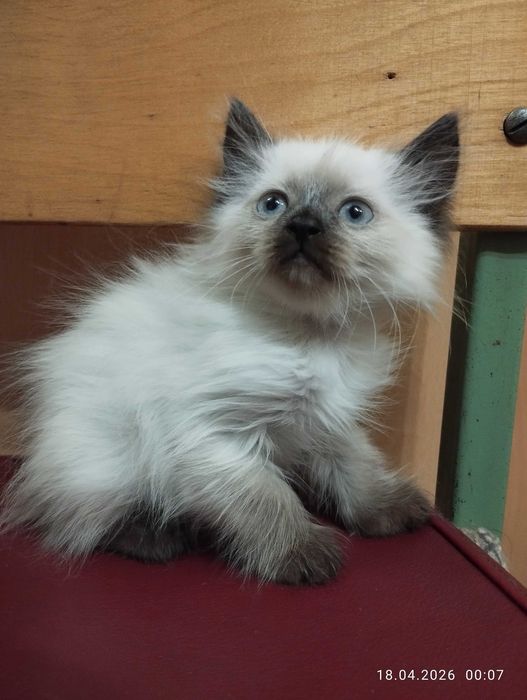 Продам невских маскарадных котят