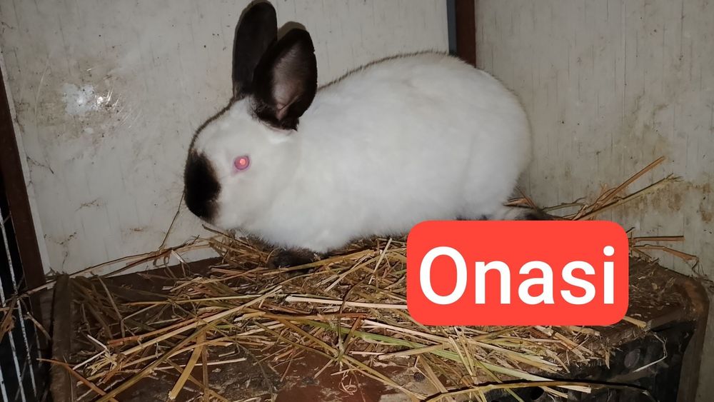 Kaliforniya quyonchalar