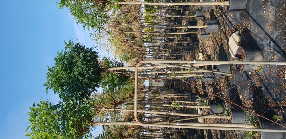 Vindem copaci foiosi cu coroana altuita