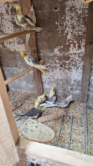 Vand ninfe , perusi semi standard