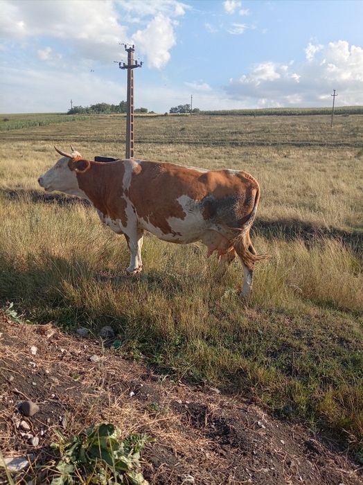 Vind vaca cu vițel