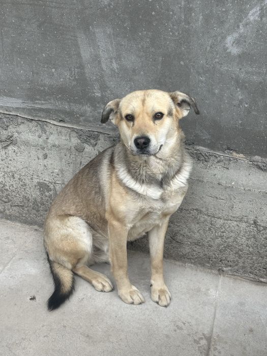 Kuchuk bola tekinga beriladi yaxshi qo’llarga