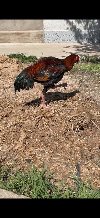 Сентябрскии петушок продаётся